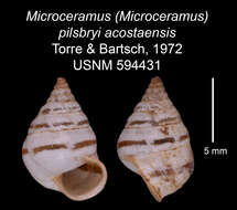 Image of Microceramus pilsbryi acostaensis C. Torre & Bartsch 2008