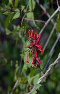 Image of Russelia contrerasii B. L. Turner