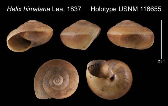 Image of <i>Helix himalana</i> Lea