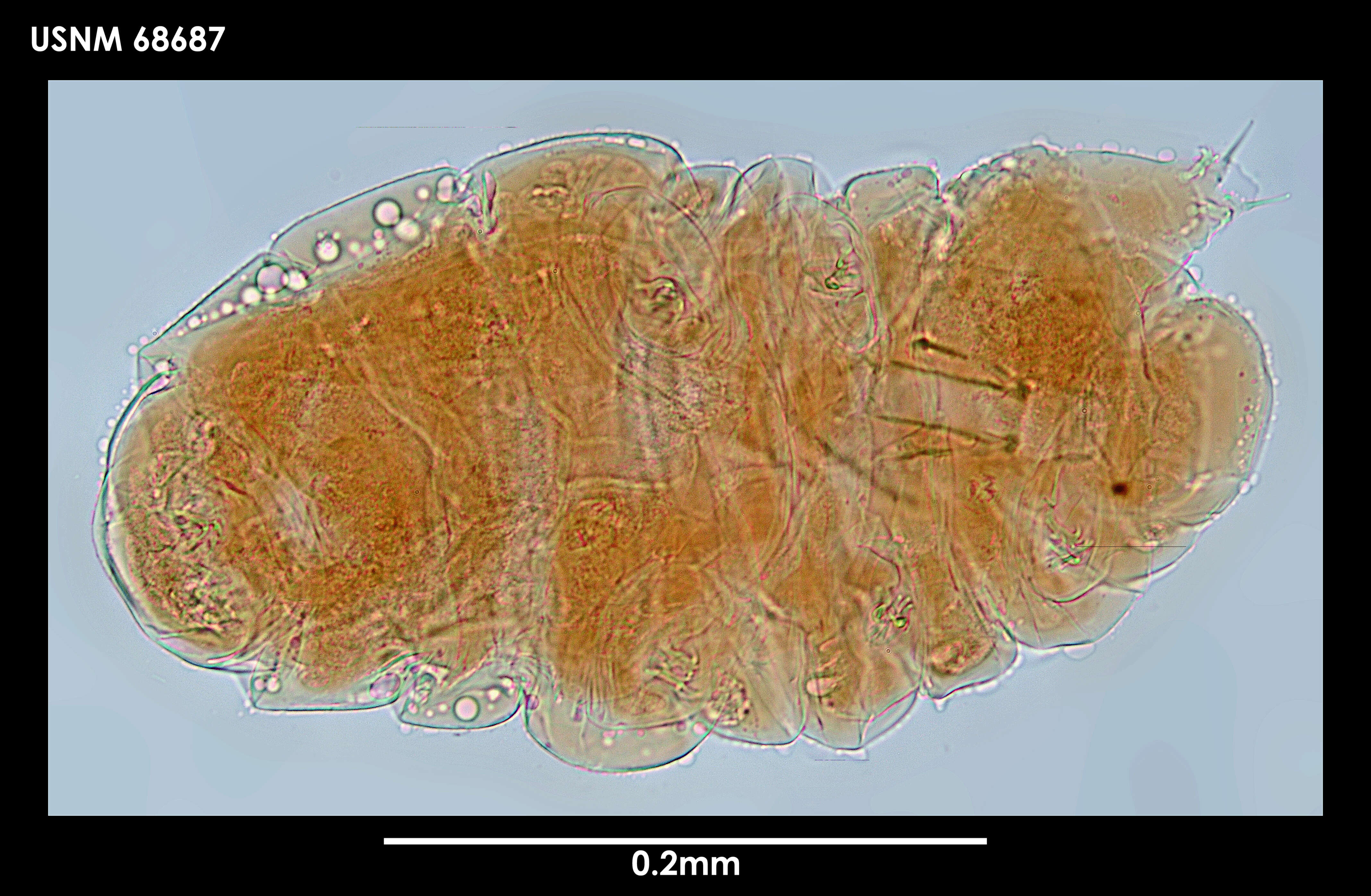 Imagem de Milnesium tardigradum Doyère 1840