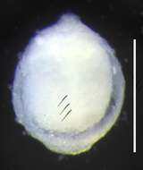 Image of Apolemia lanosa Siebert, Pugh, Haddock & Dunn 2013