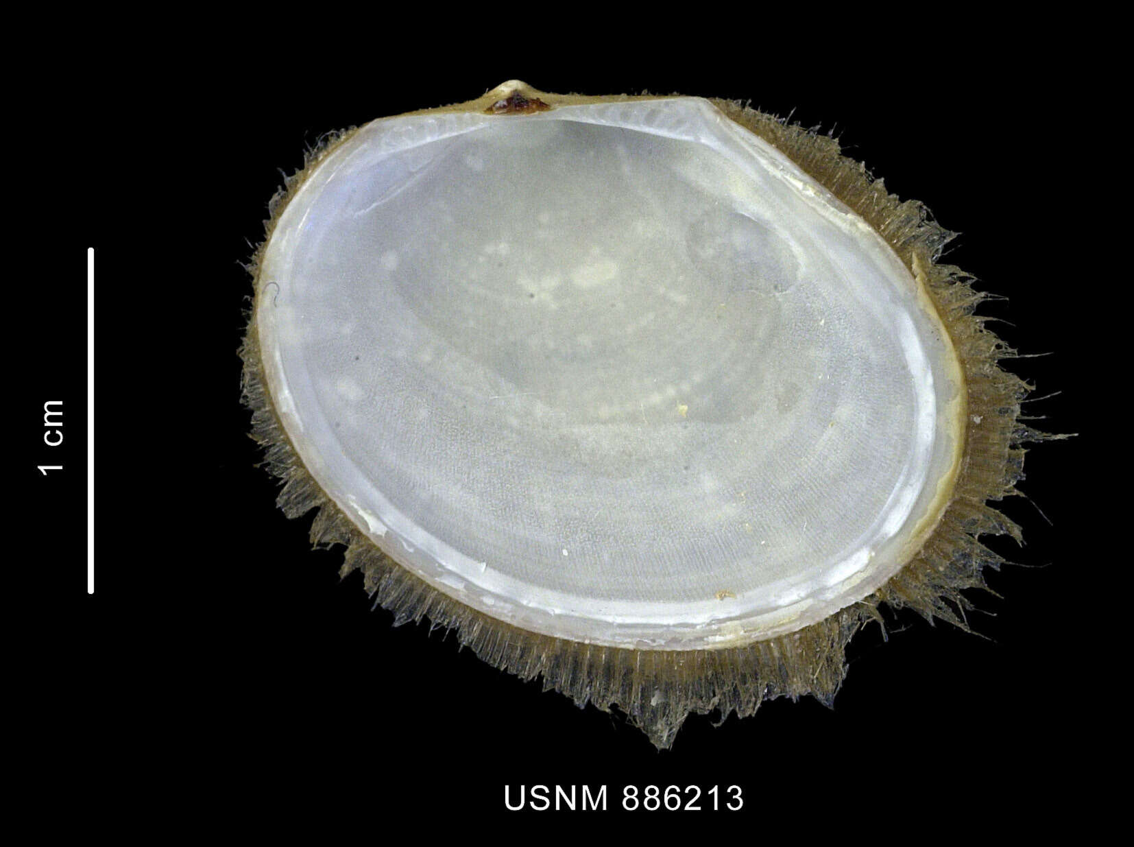 Image de Limopsis dalli Lamy 1912