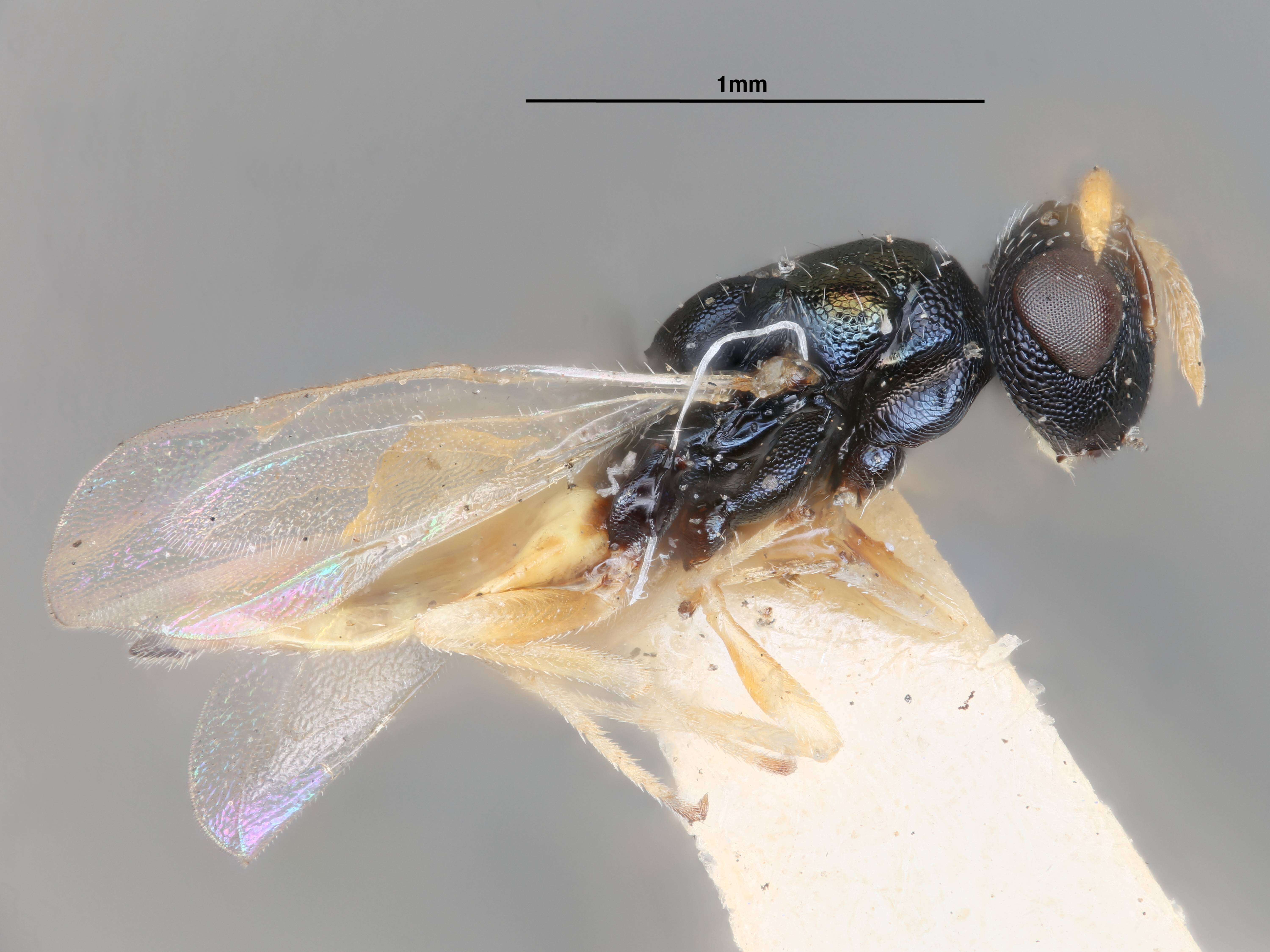 Plancia ëd Homoporus atriscapus (Gahan 1927)