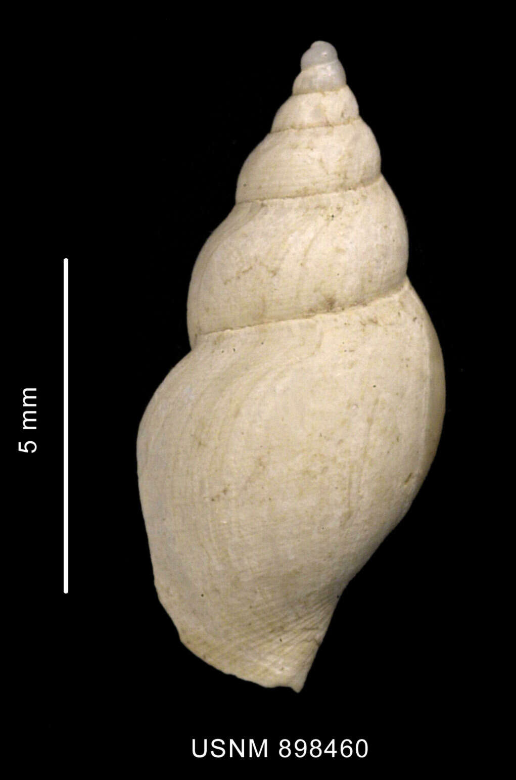 Image of Typhlodaphne payeni (Rochebrune & Mabille 1885)