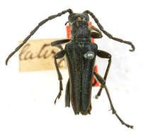 Image of Stenocorus lateralis Casey 1913