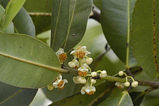 Image of West Indian-Laurel