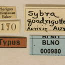 Image of Mycerinopsis quadriguttata (Aurivillius 1927)