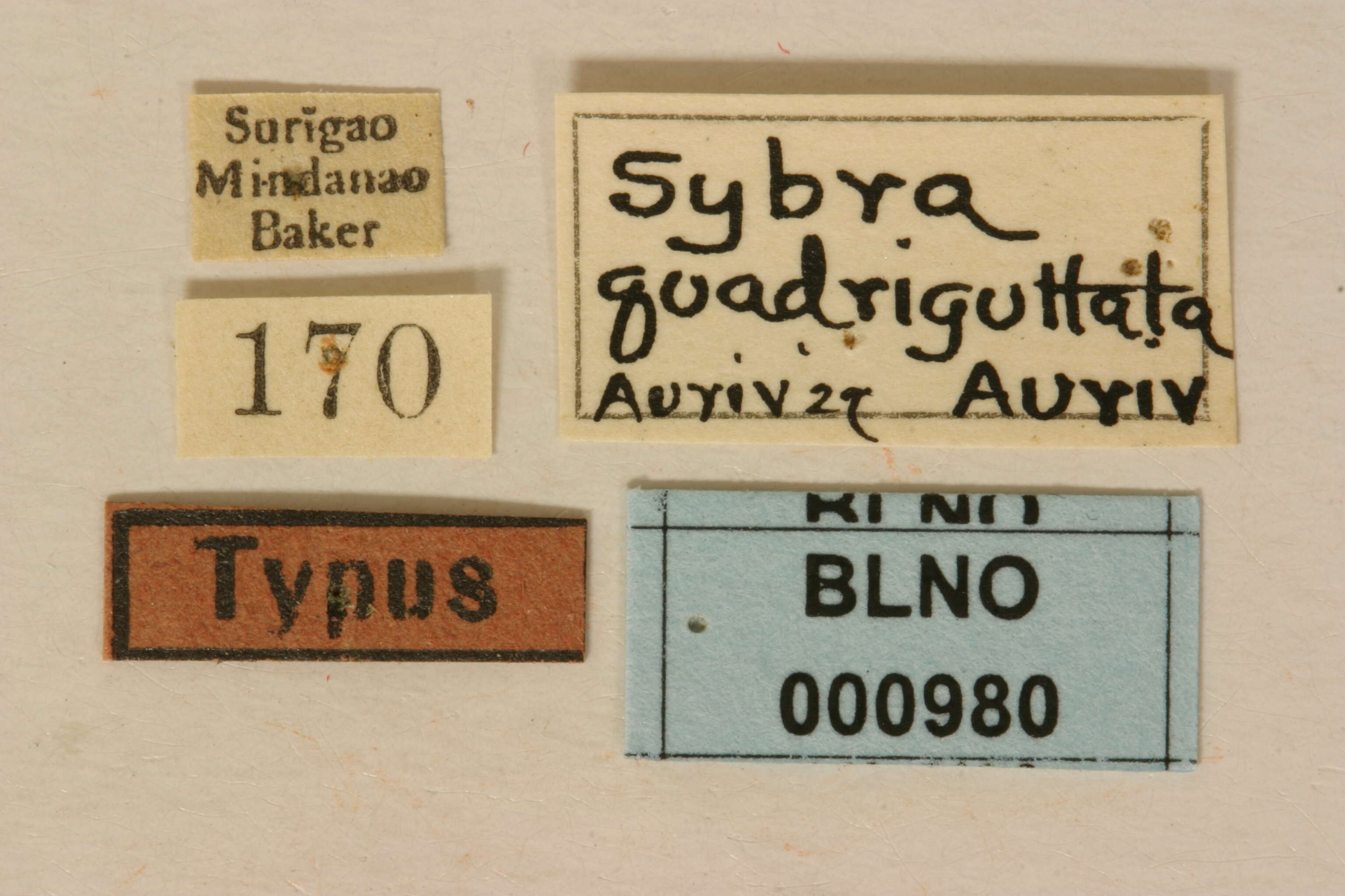 Mycerinopsis quadriguttata (Aurivillius 1927) resmi