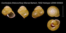 Image of Cochlostyla (Halocochlea) lillianae Bartsch
