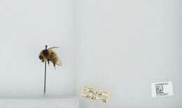 Image of Frigid Bumble Bee