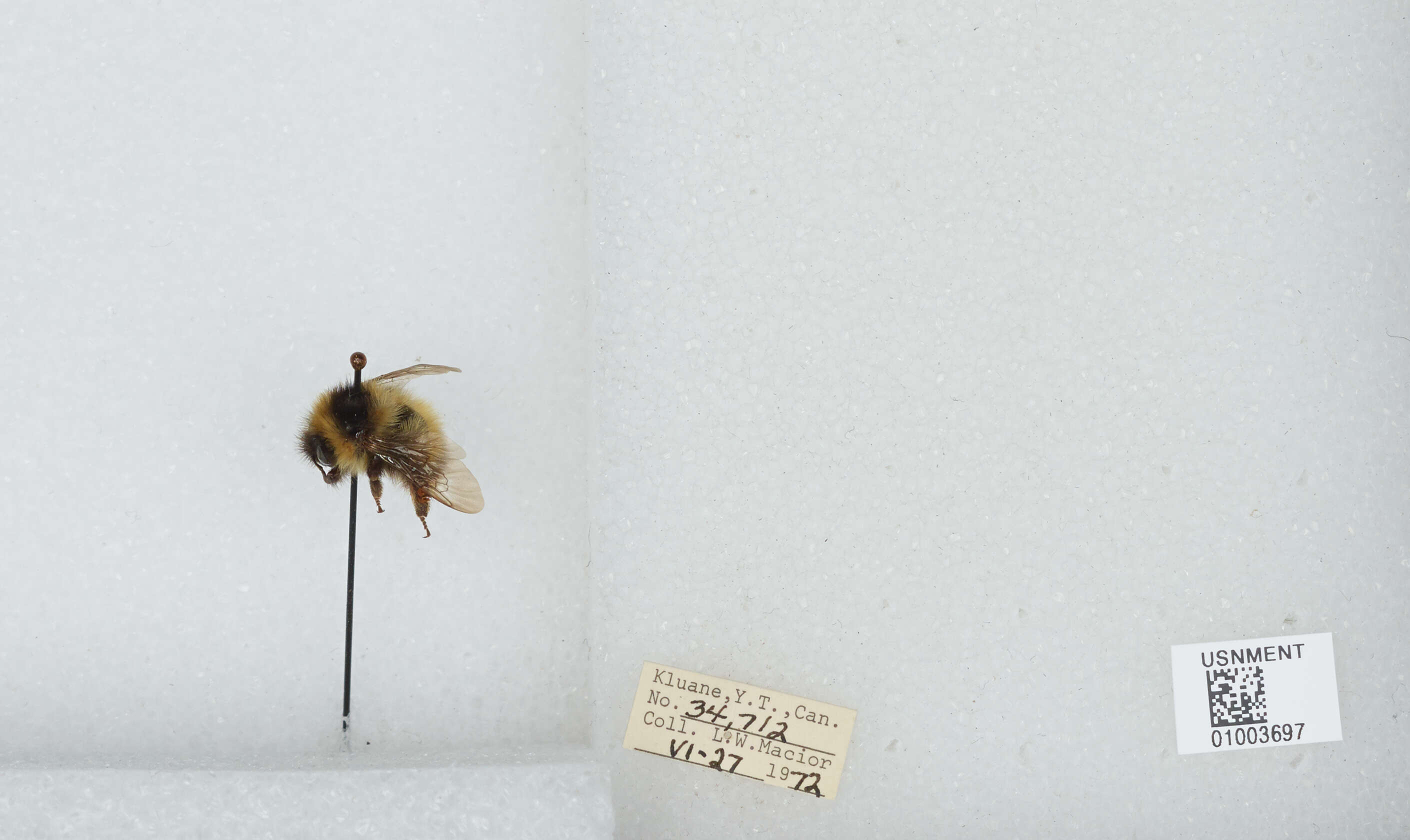 Image of Frigid Bumble Bee