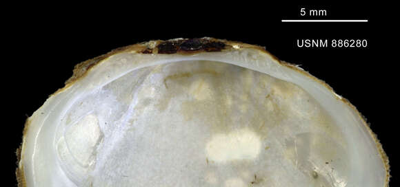 Image of Limopsis scotiana Dell 1964