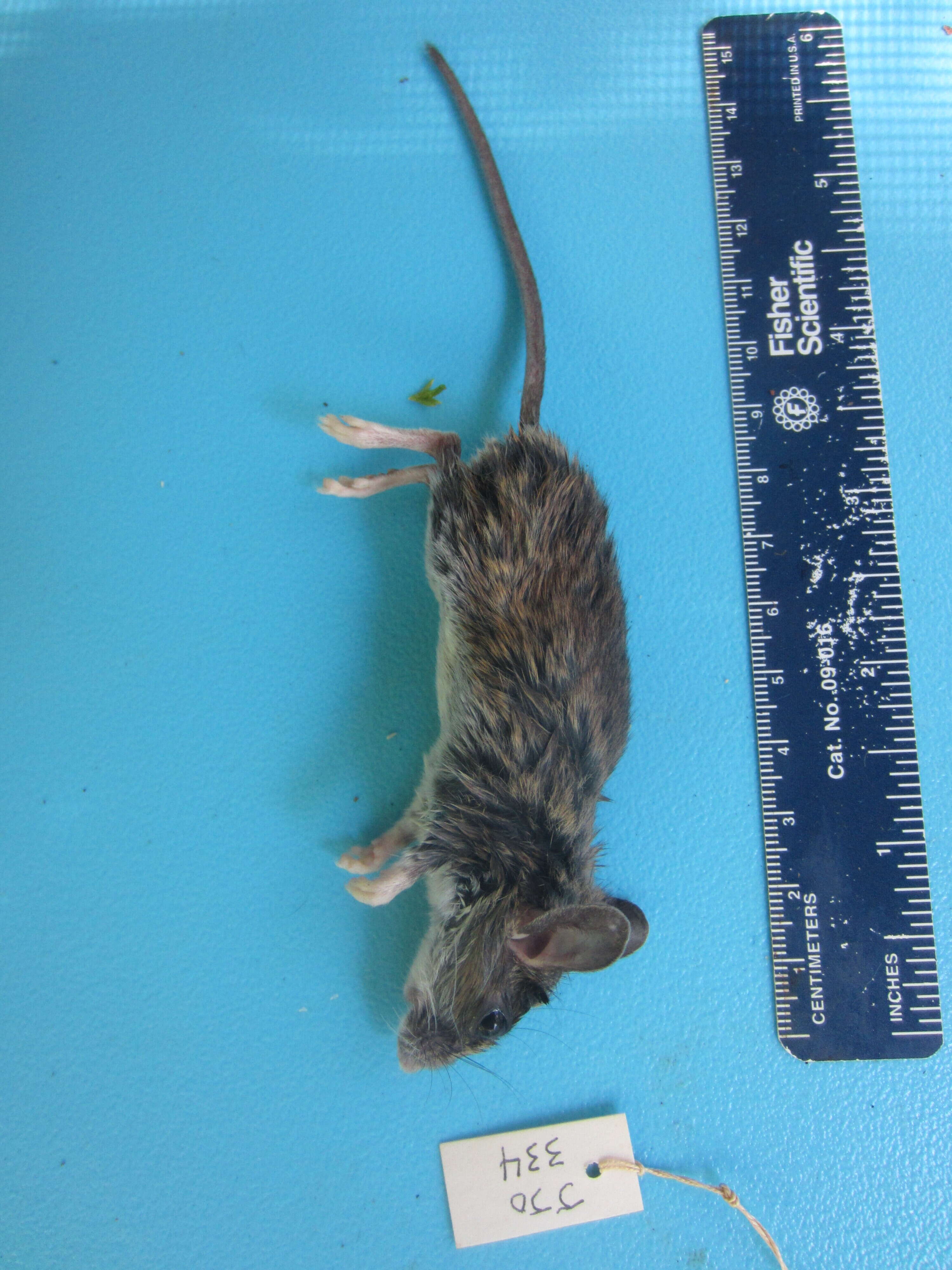 Image of White-footed Deermouse