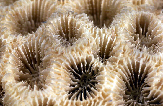 Image of Brain coral