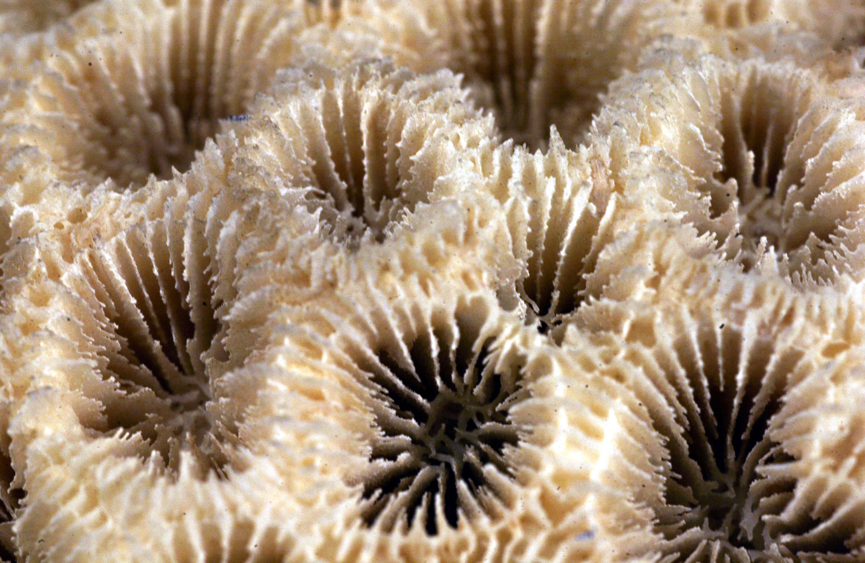Large Brain Coral Specimen