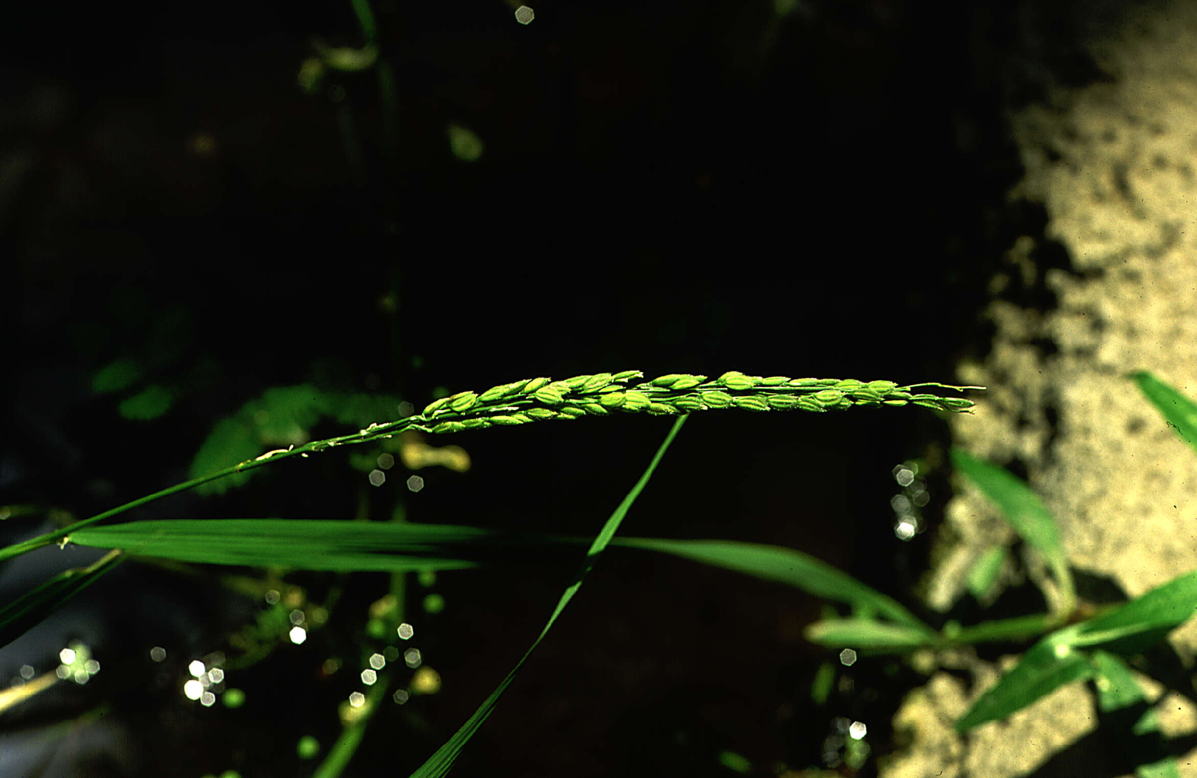 Imagem de Oryza sativa L.