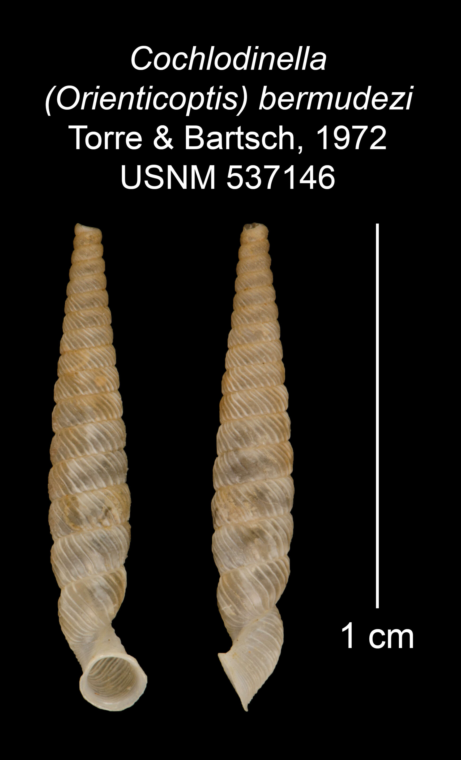 Image of Cochlodinella bermudezi C. Torre & Bartsch 1972