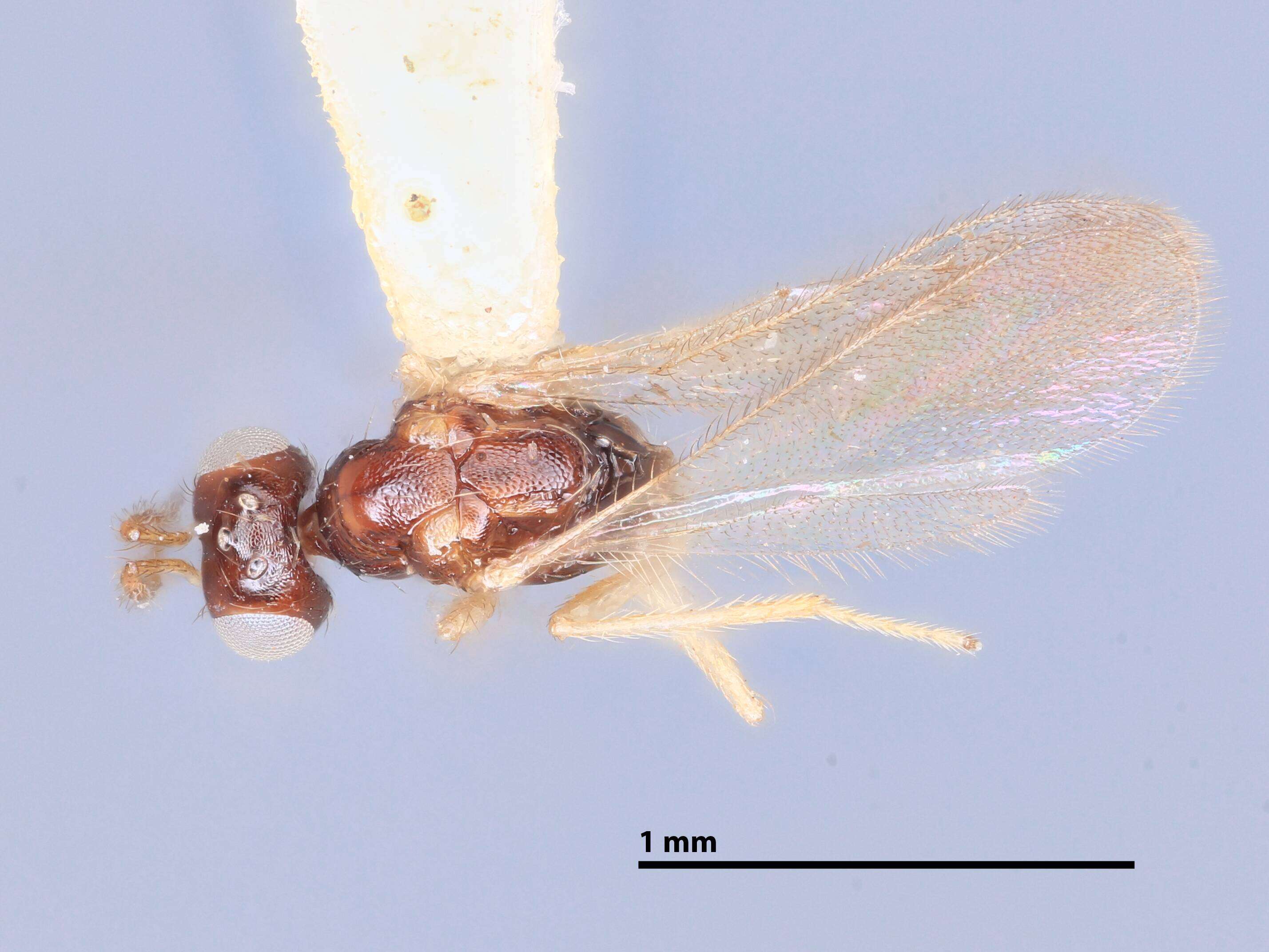 Elachertus ponapensis Yoshimoto & Ishii 1965 resmi