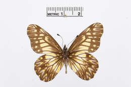 Image of Catasticta reducta Butler 1896