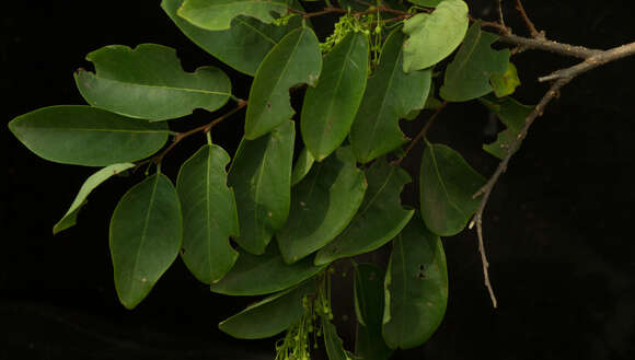 Image of <i>Phyllanthus mocinianus</i>