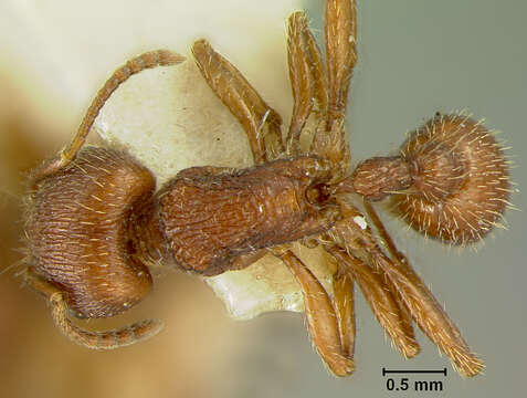 Слика од Pogonomyrmex guatemaltecus Wheeler 1914