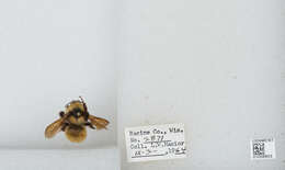 Image of Yellow Bumblebee