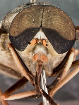 Image of Tabanus trigonus Coquillett 1898