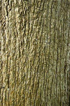 Image of Cordia dentata Poir.