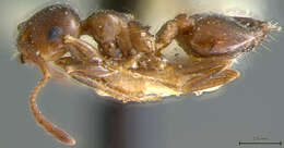 صورة Crematogaster auberti Emery 1869