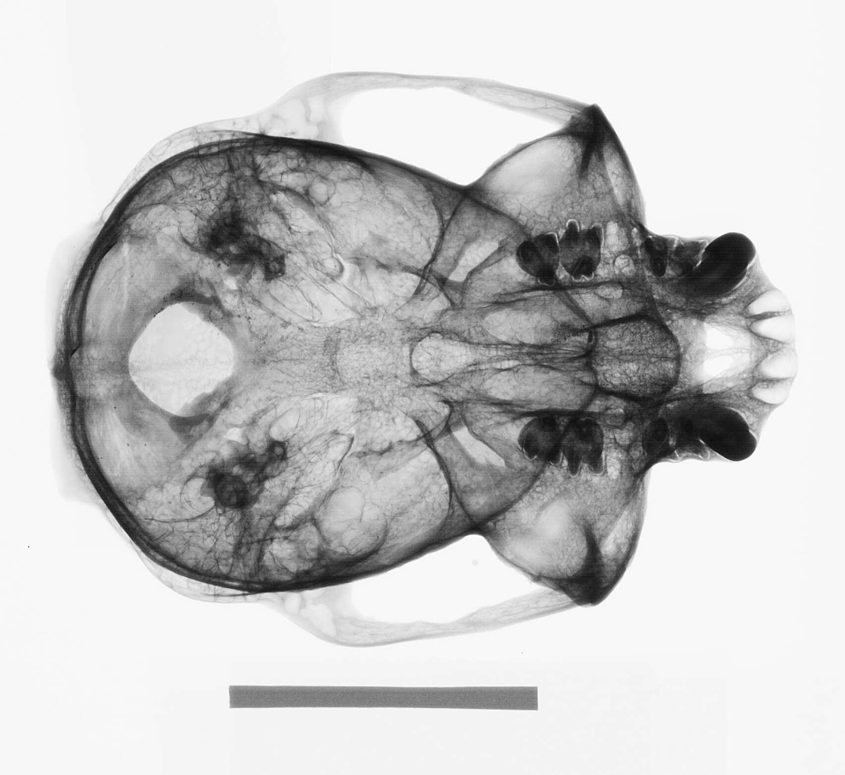 Image de Trachypithecus crepusculus (Elliot 1909)