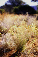 Image de Eragrostis Wolf