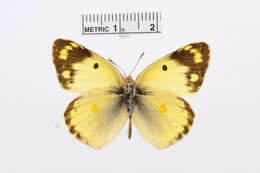 Image of Colias sagartia Lederer 1869