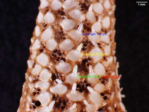 <i>Echinaster serpentarius</i> resmi