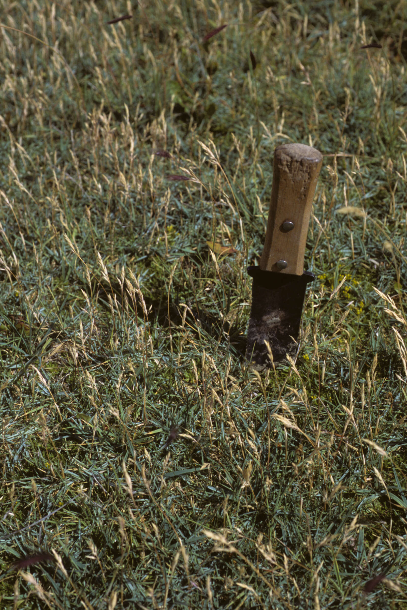 Image of Poa pugionifolia Speg.