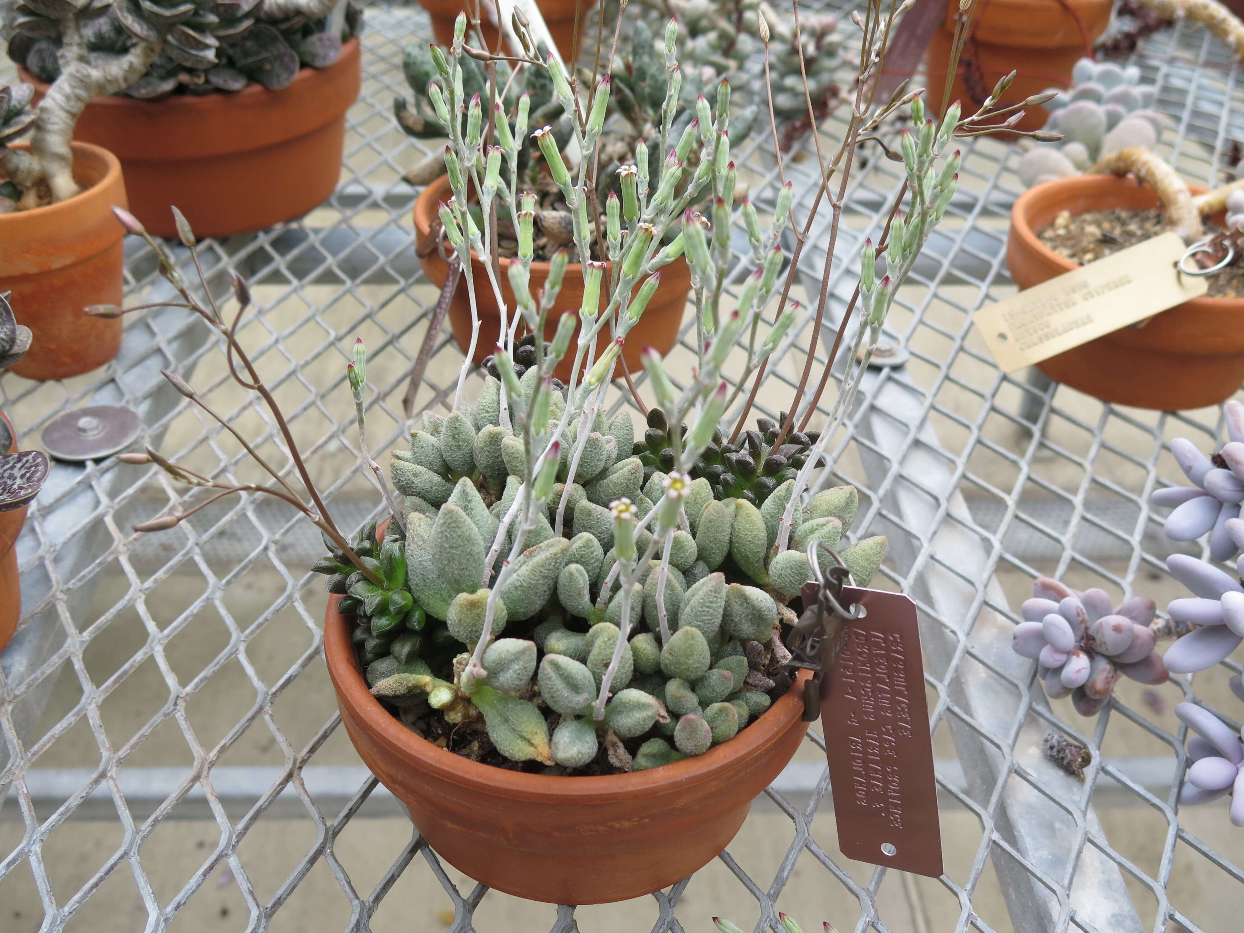 Image of <i>Adromischus marianae</i> f. <i>alveolatus</i>