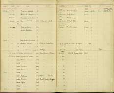 Sivun Empidonax difficilis difficilis Baird & SF 1858 kuva