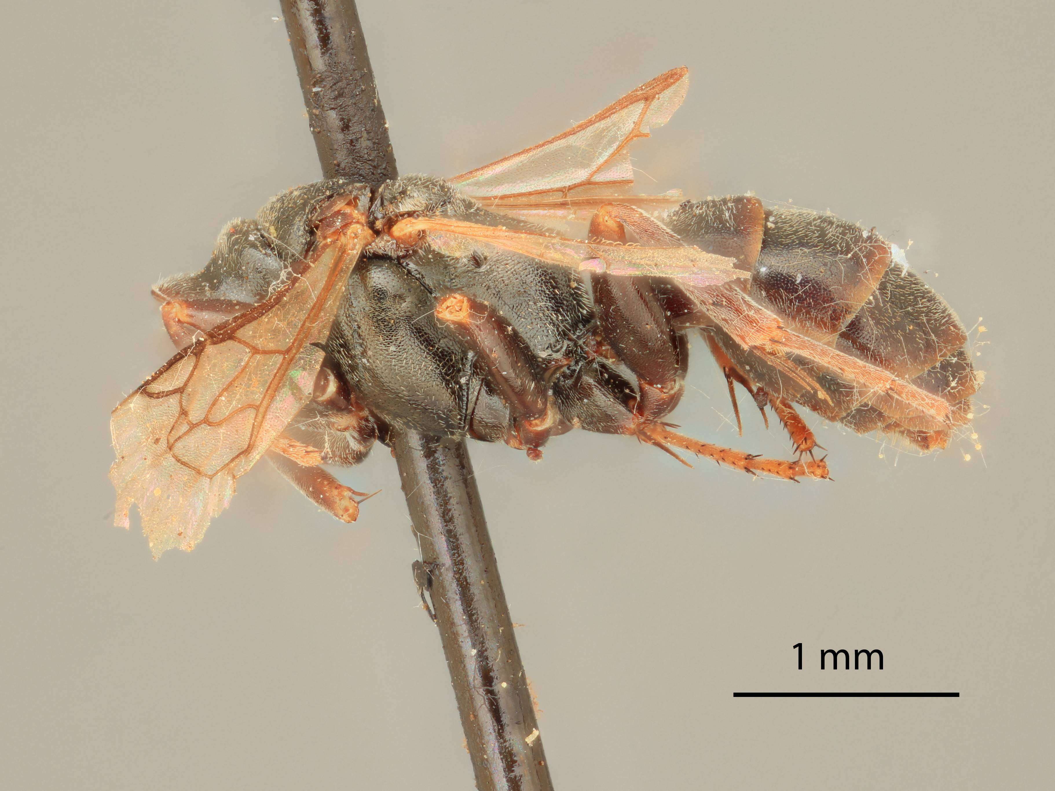 Plancia ëd Miscophus bridwelli Lomholdt 1985