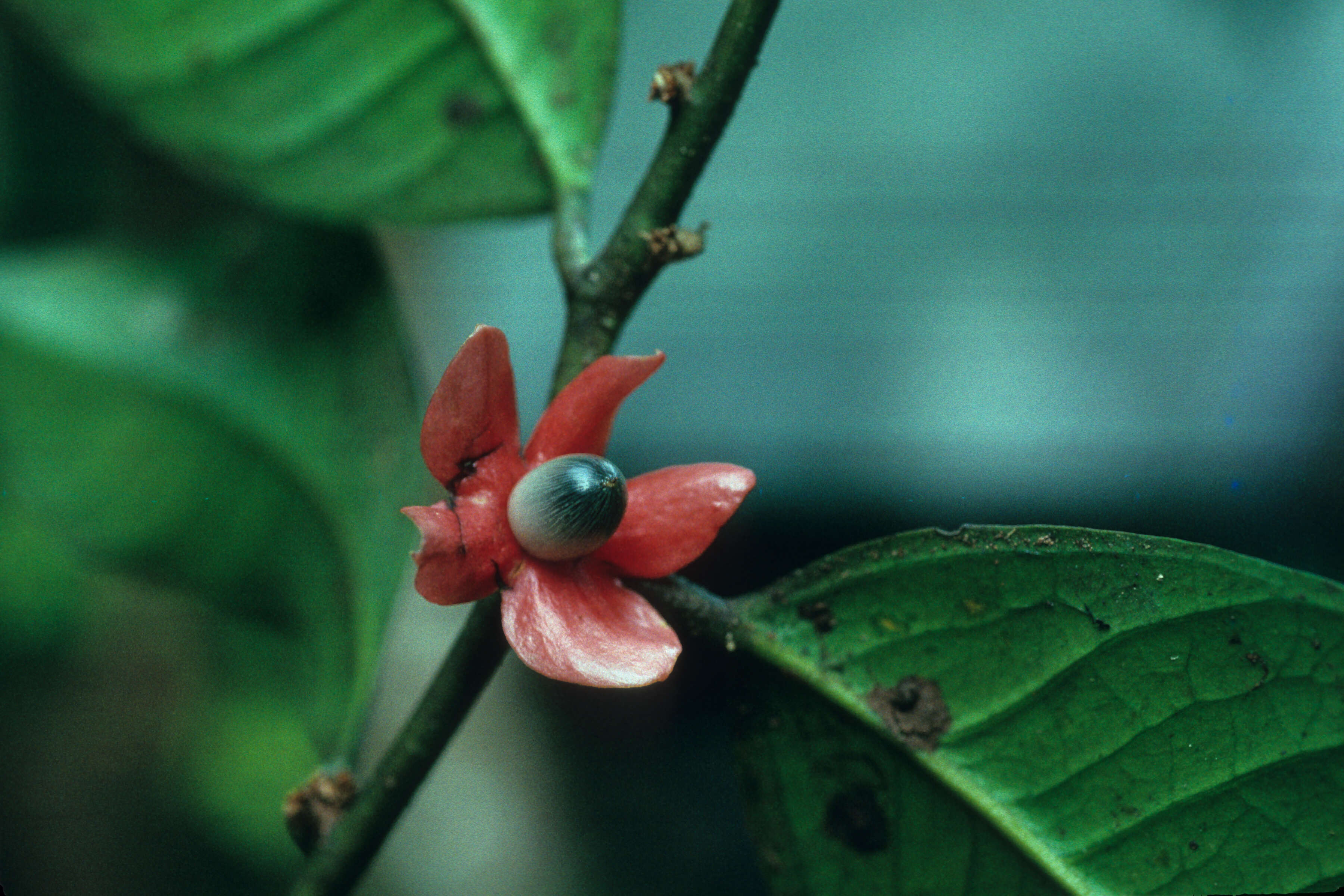 Image of Heisteria Jacq.