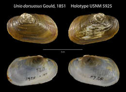 Image de Hyridella australis (Lamarck 1819)