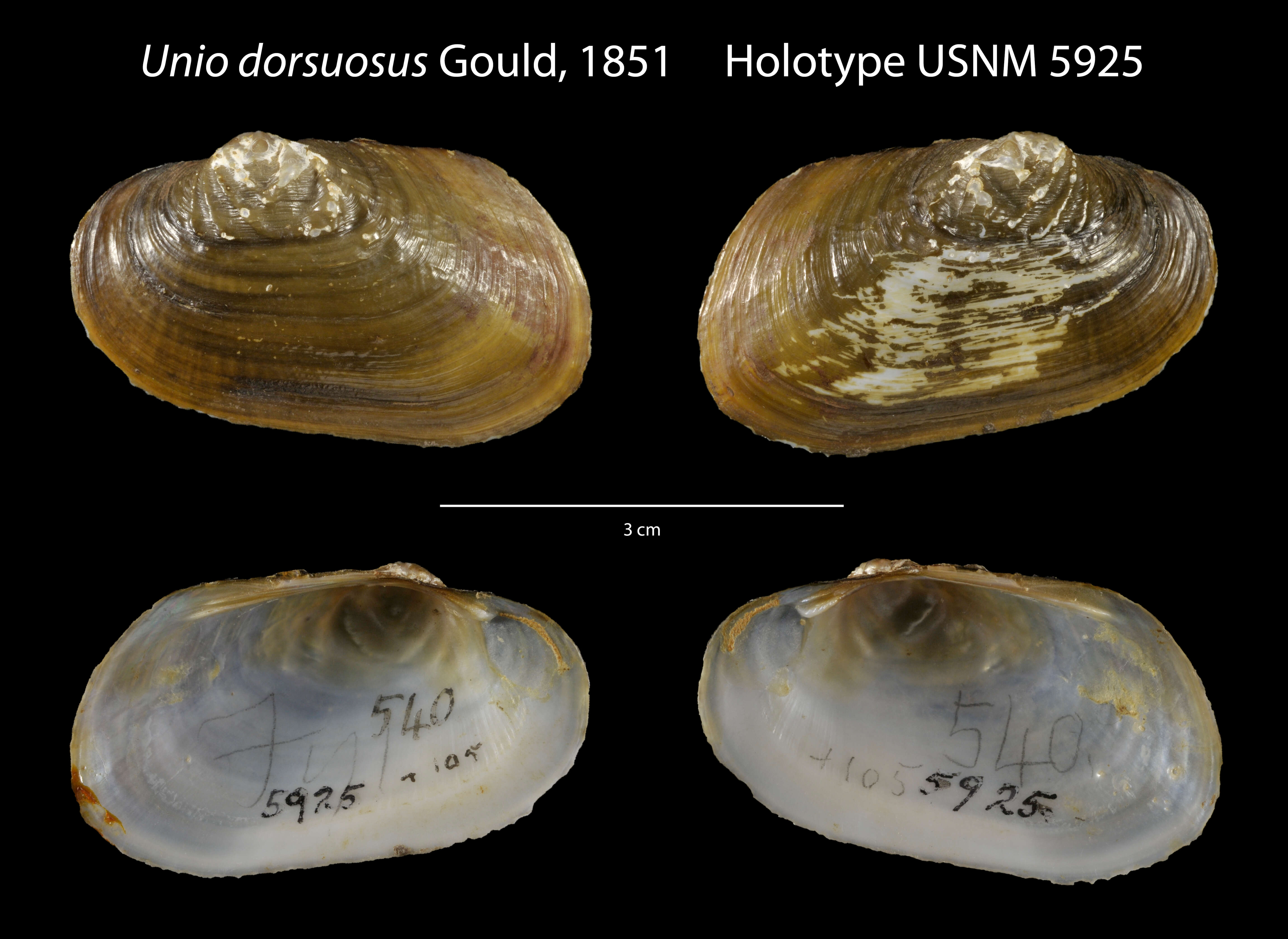 Image of Hyridella australis (Lamarck 1819)