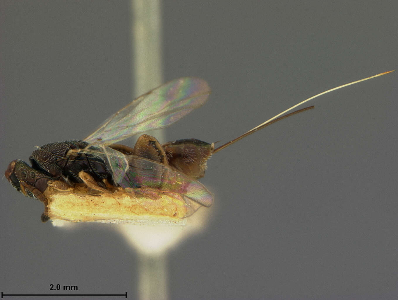 Image of Wasp