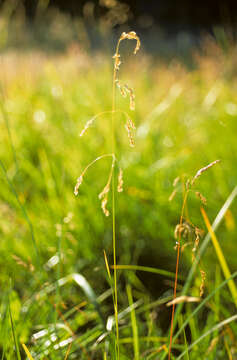 Image of Poa yaganica Speg.