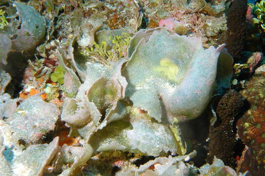 Image of Dictyosphaeria cavernosa