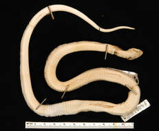 Image of Troschel's Pampas Snake