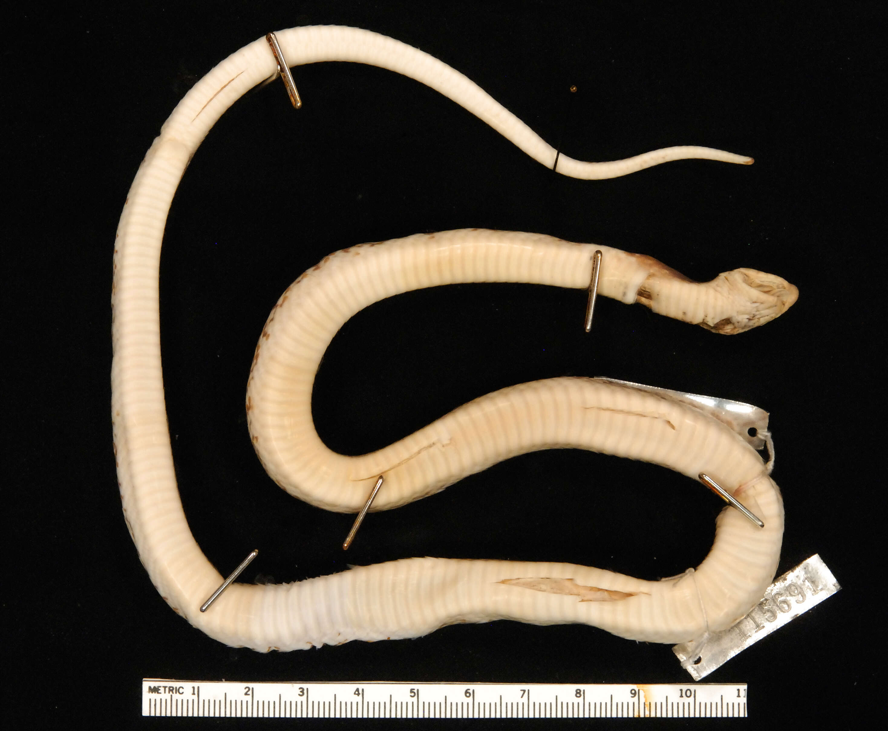 Image of Troschel's Pampas Snake