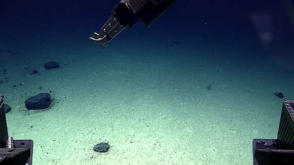 Image of Calyptrophora distolos Cairns 2018