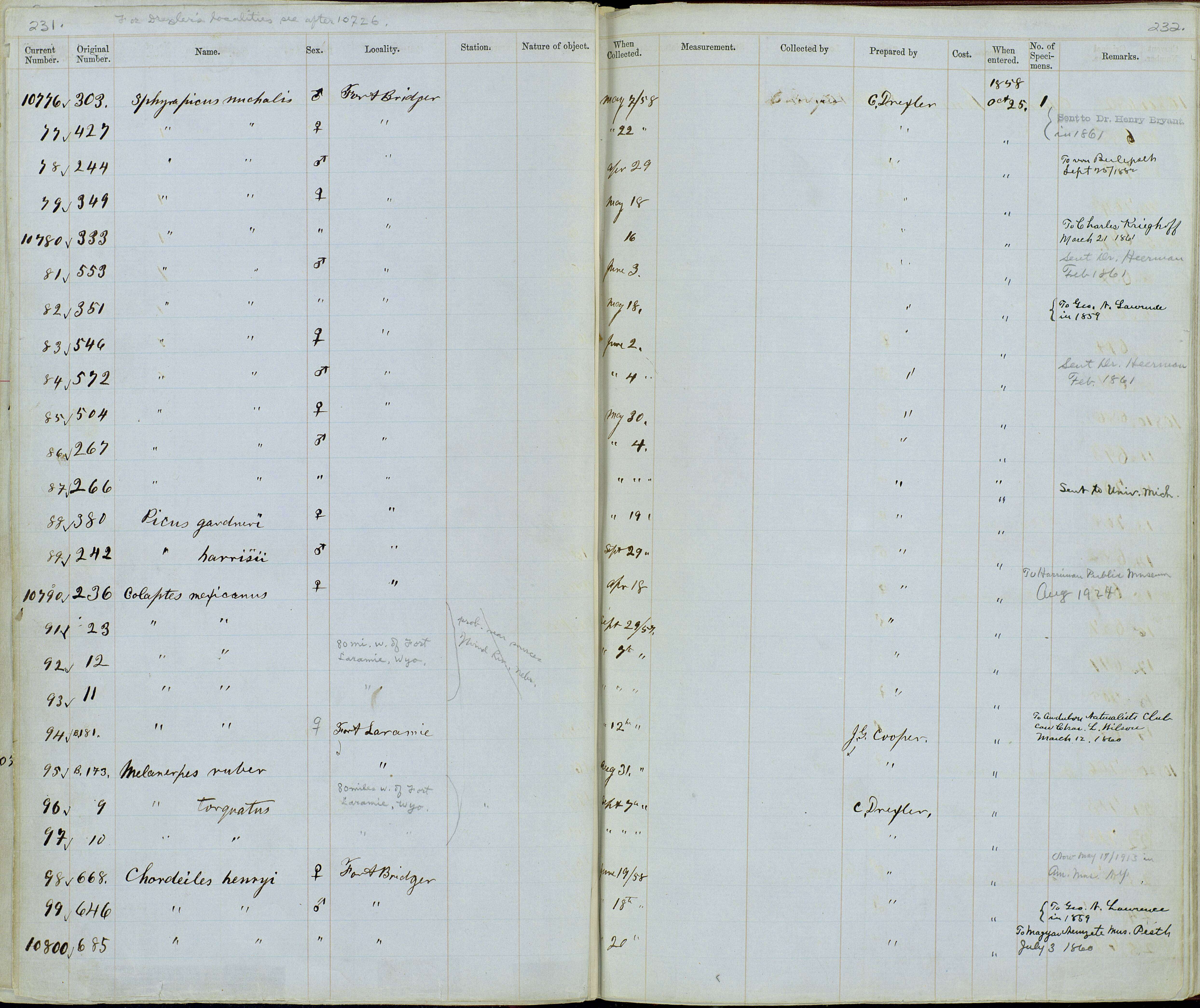 Plancia ëd Sphyrapicus varius nuchalis S. F. Baird 1858