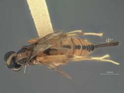 Zaglyptus divaricatus basilanicus Baltazar 1961 resmi