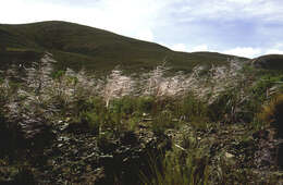 Image of Peruvian feathergrass