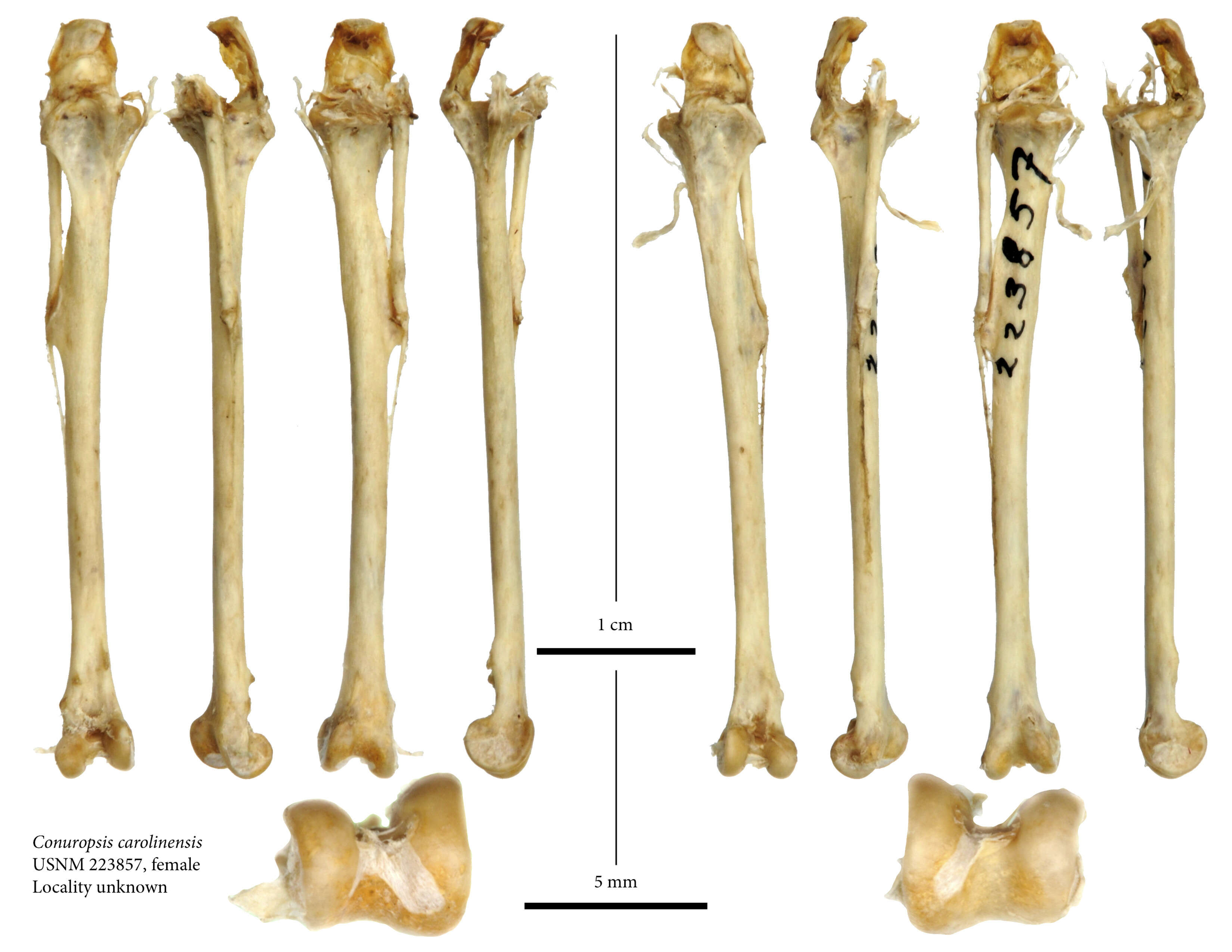 Image of Conuropsis Salvadori 1891